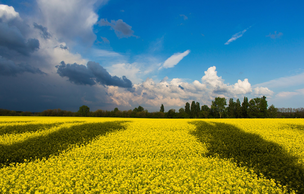What does it mean to be a true Ukrainian?