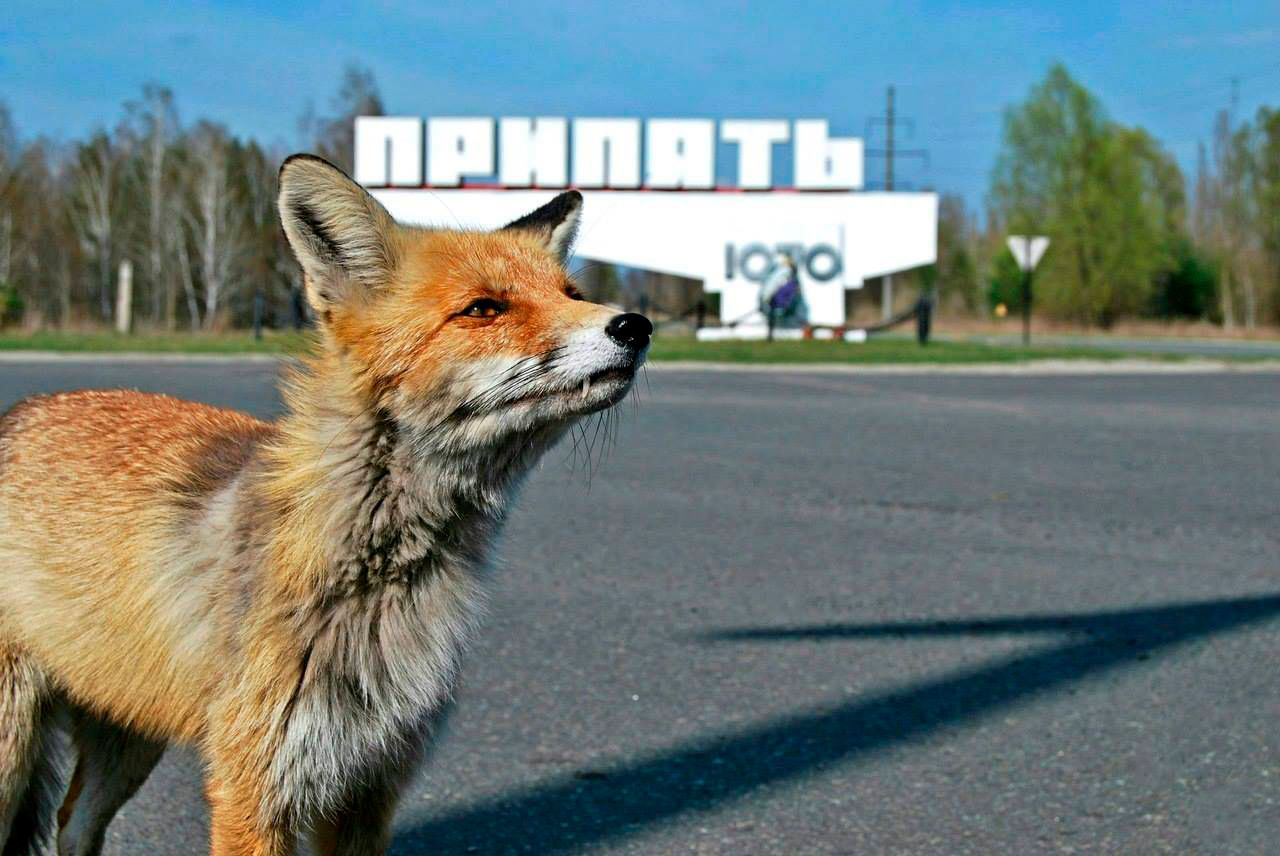 It would be desirable, but it is awful? Myths and legends about Chernobyl and Pripyat