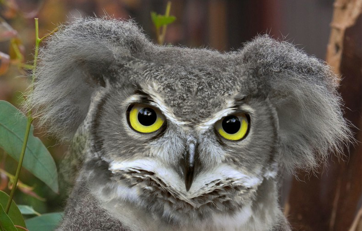 Fantastic creatures, and where they dwell